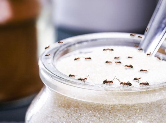 # Pest Control – Top 10 Listed Company