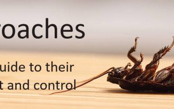 # Pest Control – Top 10 Listed Company