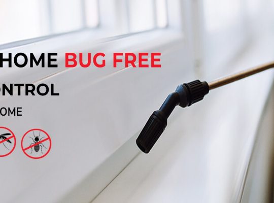# Get 25% Disc – Cockroaches Treatment