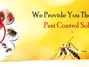 # Trained Pest Experts – Get Best Deals !!