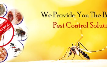 # Trained Pest Experts – Get Best Deals !!