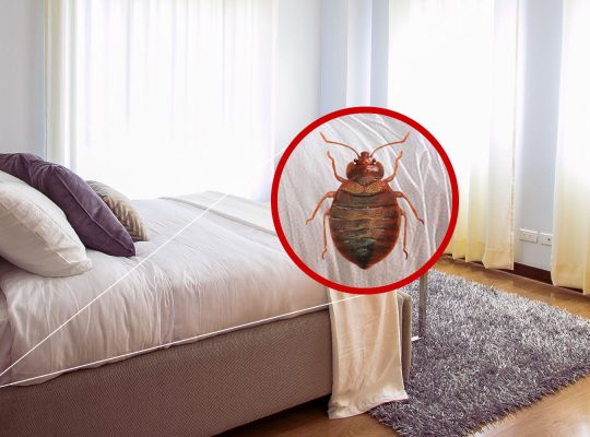 # Pest Control – Top 10 Listed Company