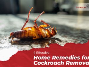 # Get 25% Disc – Cockroaches Treatment