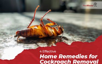 # Get 25% Disc – Cockroaches Treatment