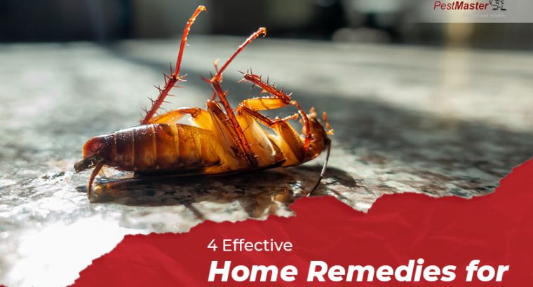 # Get 25% Disc – Cockroaches Treatment
