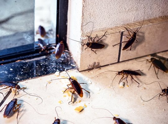 # Get 25% Disc – Cockroaches Treatment