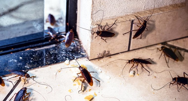 # Get 25% Disc – Cockroaches Treatment