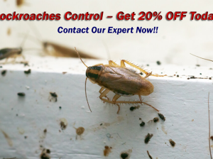 # Pest Control – Reliable n Low Cost !!