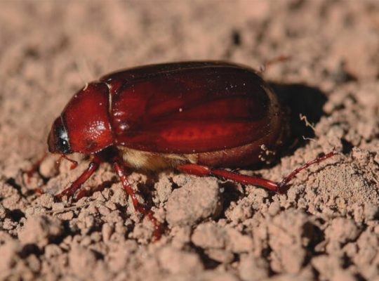 # Pest Control – Top 10 Listed Company