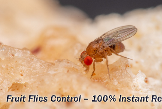 # Pest Control – Reliable n Low Cost !!