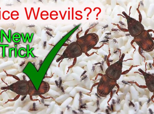 # Pest Control – Top 10 Listed Company