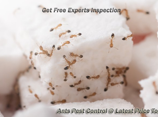 # Pest Control – Reliable n Low Cost !!