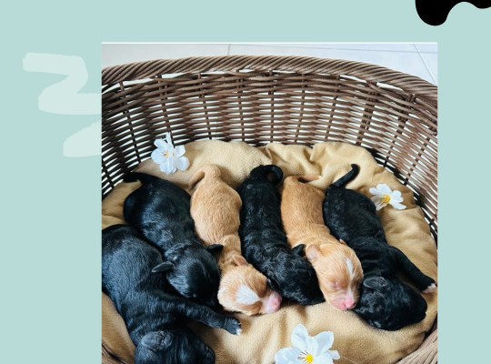 Shih Poo – WHERE WAGGING TAILS AWAIT