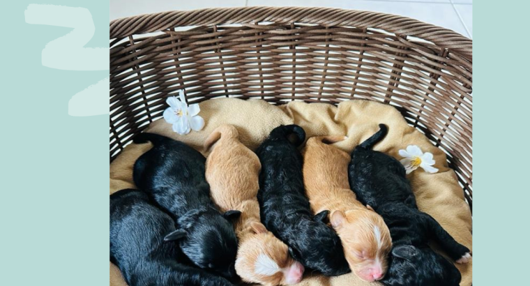 Shih Poo – WHERE WAGGING TAILS AWAIT