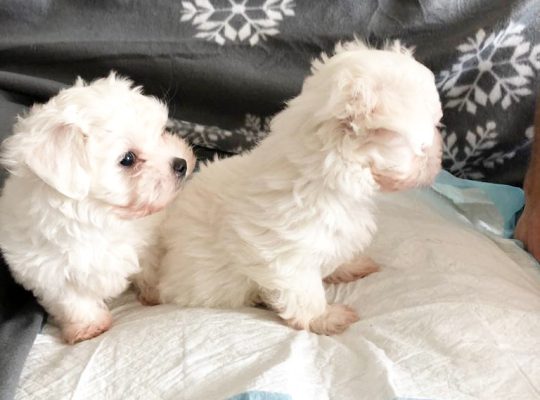 Toy maltese
