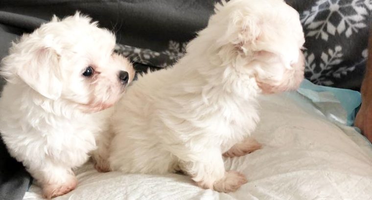 Toy maltese