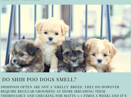 Shih Poo – WHERE WAGGING TAILS AWAIT