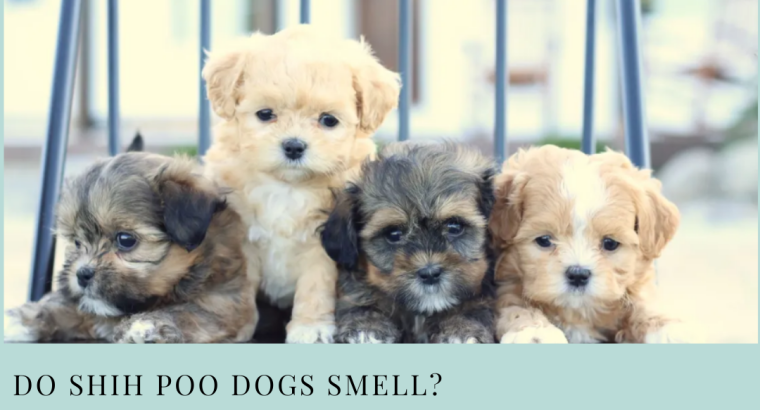Shih Poo – WHERE WAGGING TAILS AWAIT