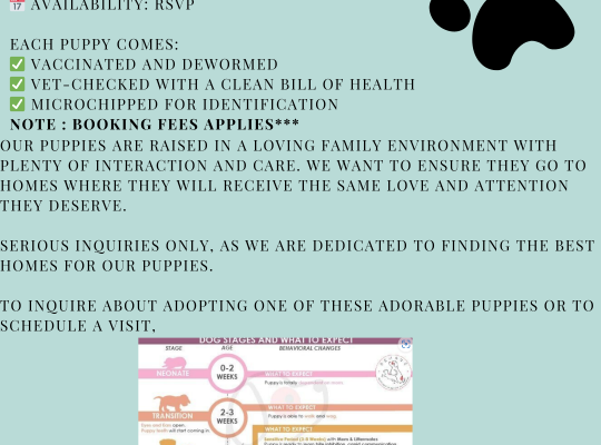 Shih Poo – WHERE WAGGING TAILS AWAIT