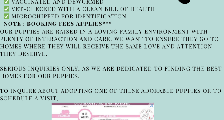 Shih Poo – WHERE WAGGING TAILS AWAIT