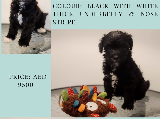 Shih Poo – WHERE WAGGING TAILS AWAIT