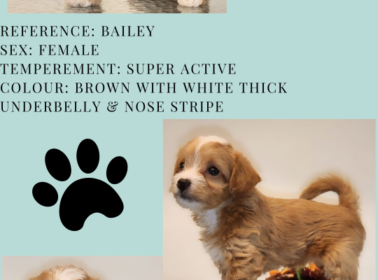 Shih Poo – WHERE WAGGING TAILS AWAIT