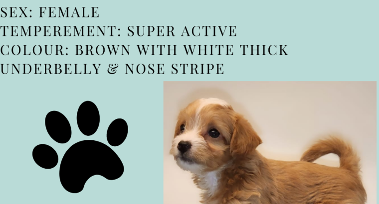 Shih Poo – WHERE WAGGING TAILS AWAIT