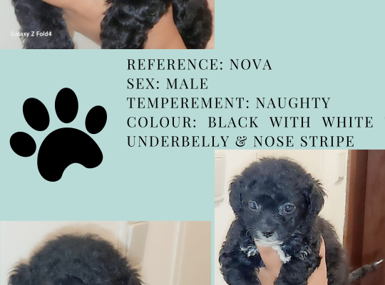 Shih Poo – WHERE WAGGING TAILS AWAIT