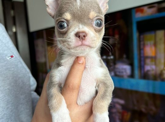 2 Chihuahua Puppies – Long hair and Short hair