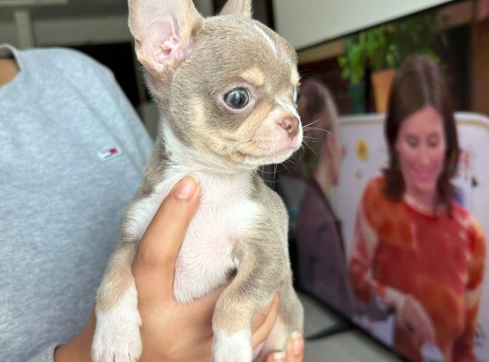 2 Chihuahua Puppies – Long hair and Short hair