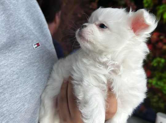 2 Chihuahua Puppies – Long hair and Short hair