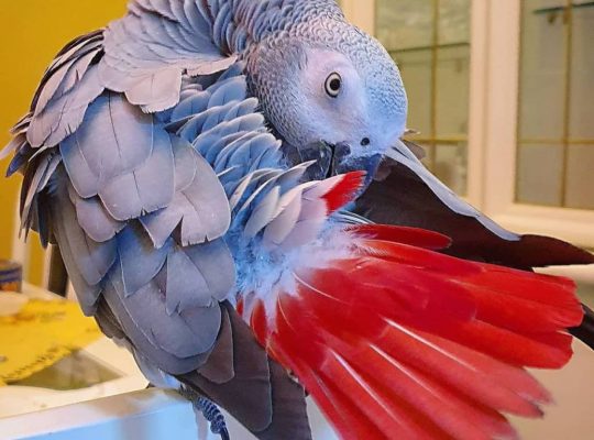 Beautiful African Gray Parrots Available
