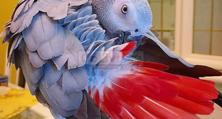 Beautiful African Gray Parrots Available