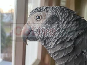 Beautiful African Gray Parrots Available
