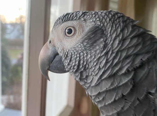 Beautiful African Gray Parrots Available