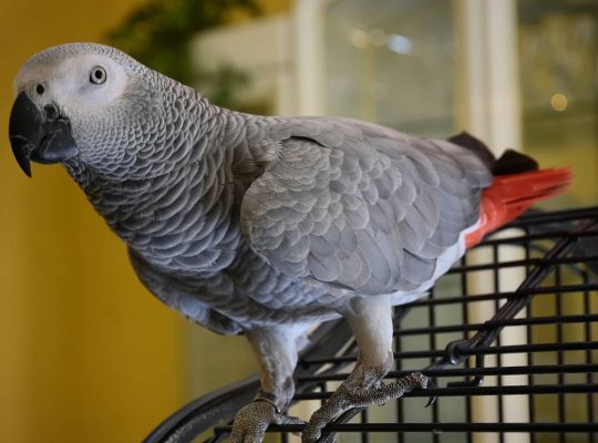 Beautiful African Gray Parrots Available