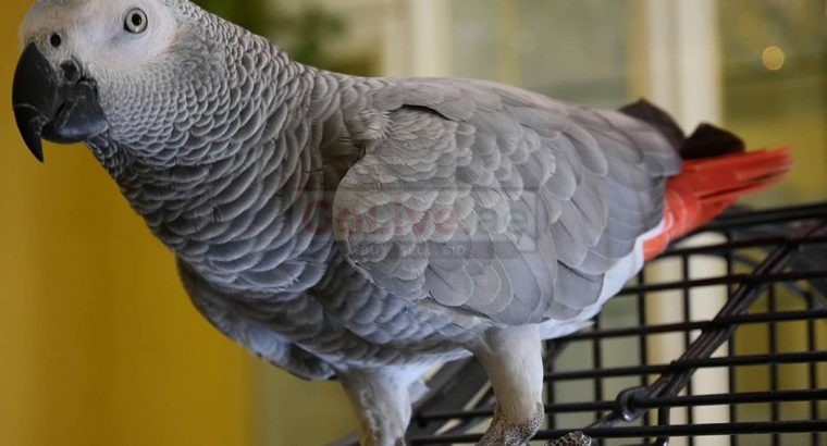 Beautiful African Gray Parrots Available