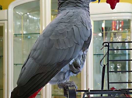Beautiful African Gray Parrots Available