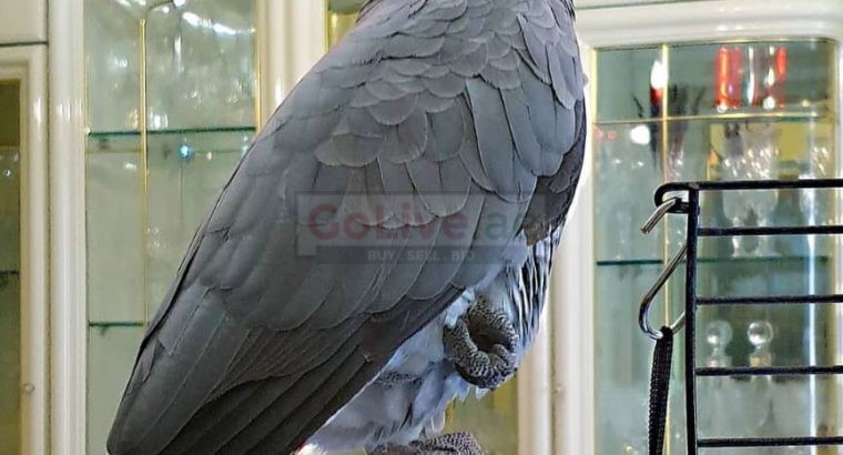 Beautiful African Gray Parrots Available