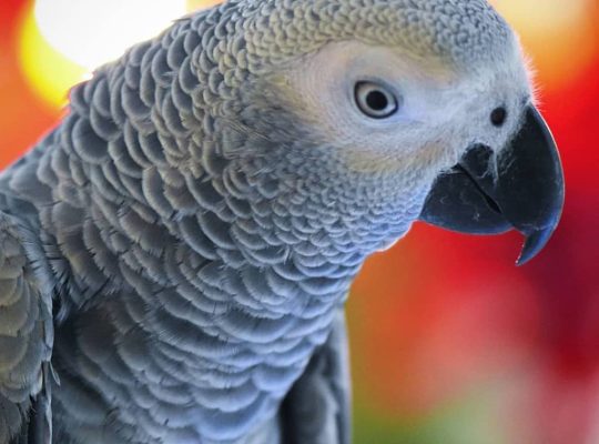 Beautiful African Gray Parrots Available