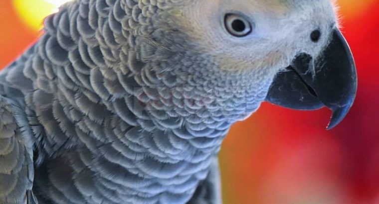 Beautiful African Gray Parrots Available
