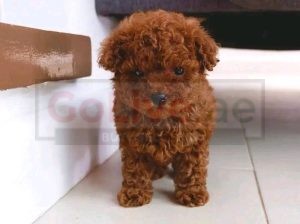 Male and female Poodle puppies