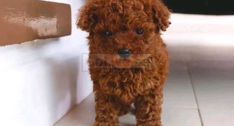 Male and female Poodle puppies
