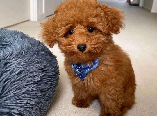 Male and female Poodle puppies