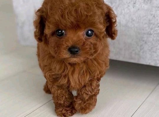 Male and female Poodle puppies