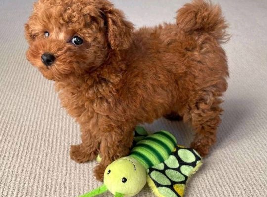 Male and female Poodle puppies