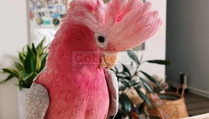 Rose breasted coctatoos parrots