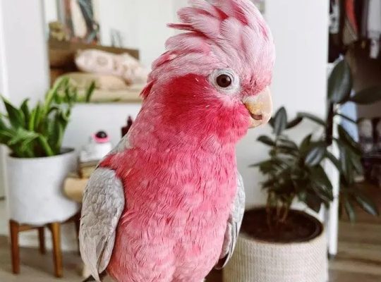 Rose breasted coctatoos parrots
