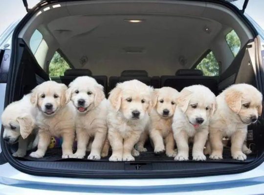 Golden Retriever puppies for adoption