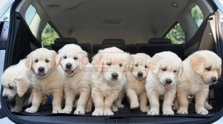 Golden Retriever puppies for adoption